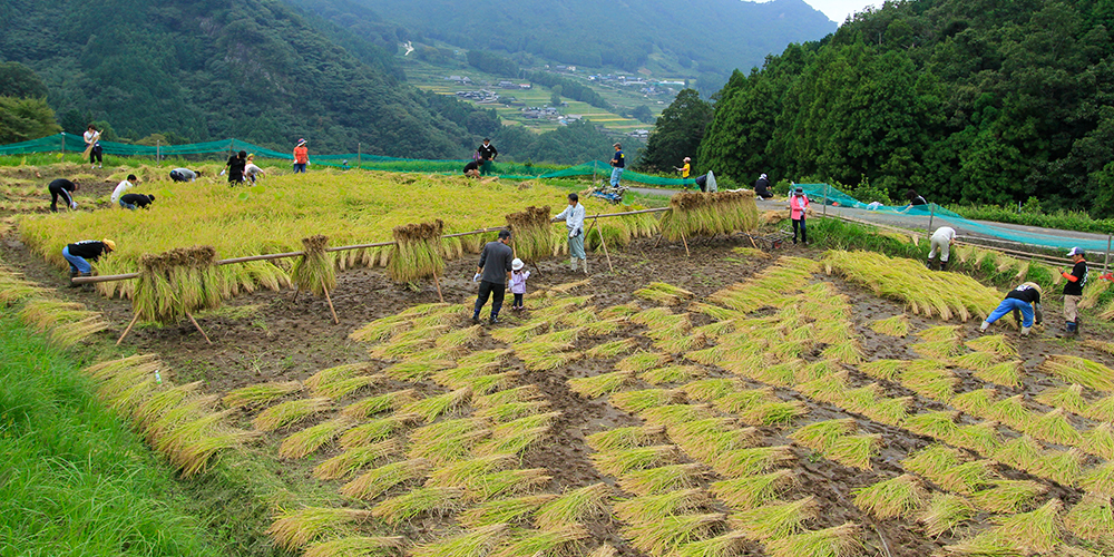 「井内米」の稲刈り体験